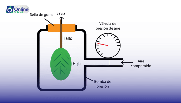Lesson 18: Turgor Pressure: The Plant Cell's Balancing Act